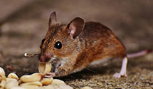 24 Hour & Emergency Exterminators in Maywood Pk, OR